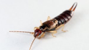 Earwig