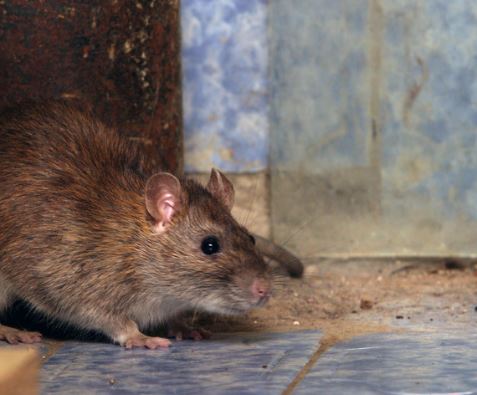 Eastern wood rat (Neotoma floridana) — native Missouri rural rat known as a pack rat for collecting objects.