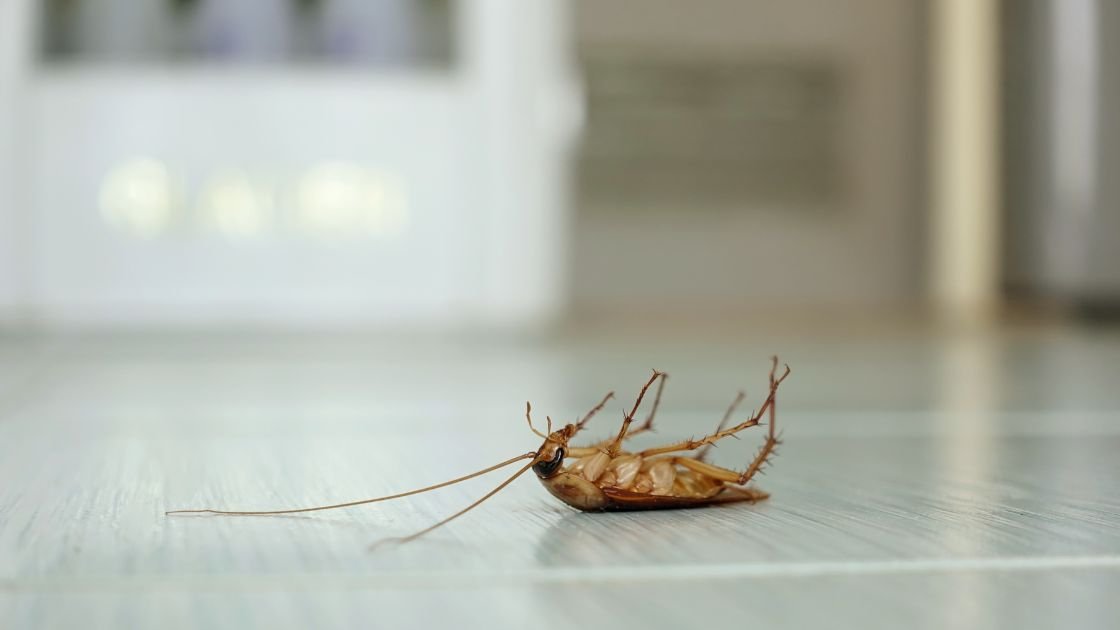 Eliminating Roaches in Your Home