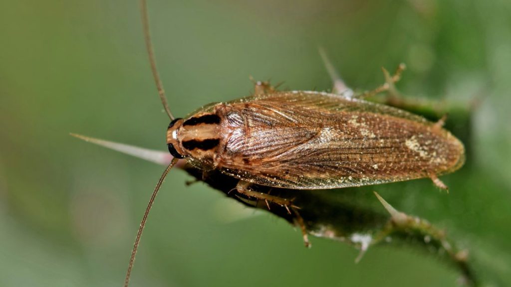 German cockroach infestation