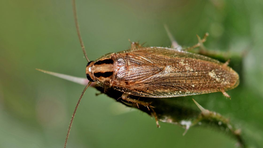 German cockroach infestation