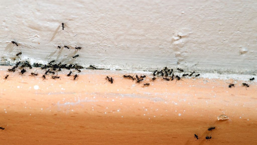 Get Rid of Ants in Your Wall
