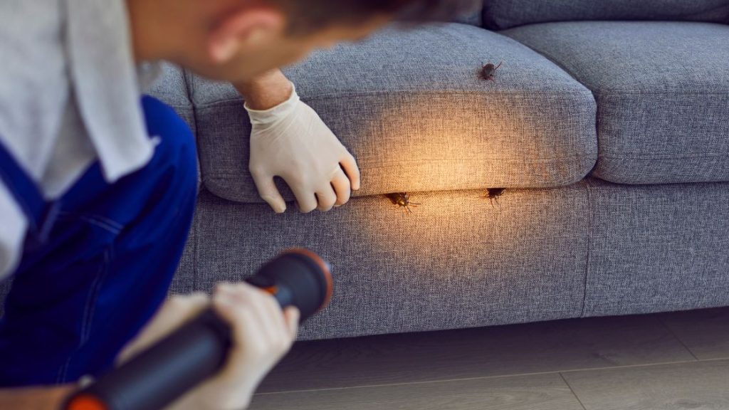 Get Rid of German Cockroach