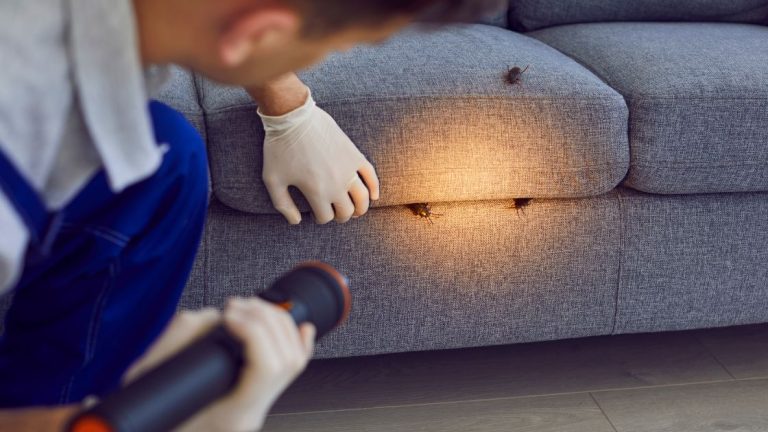Get Rid of German Cockroach
