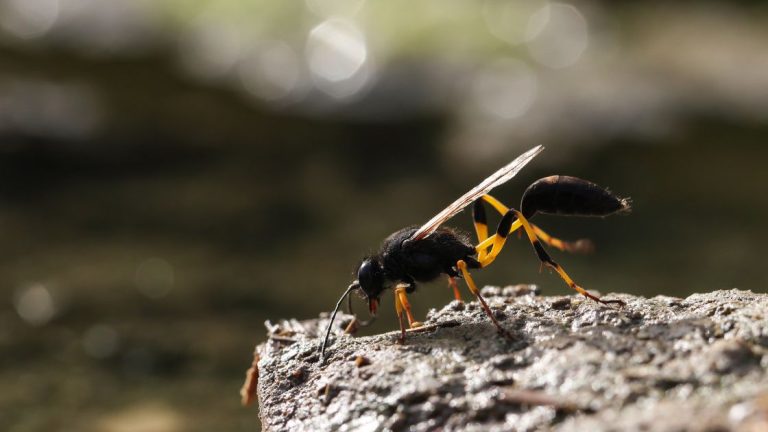 Get Rid of Mud Dauber