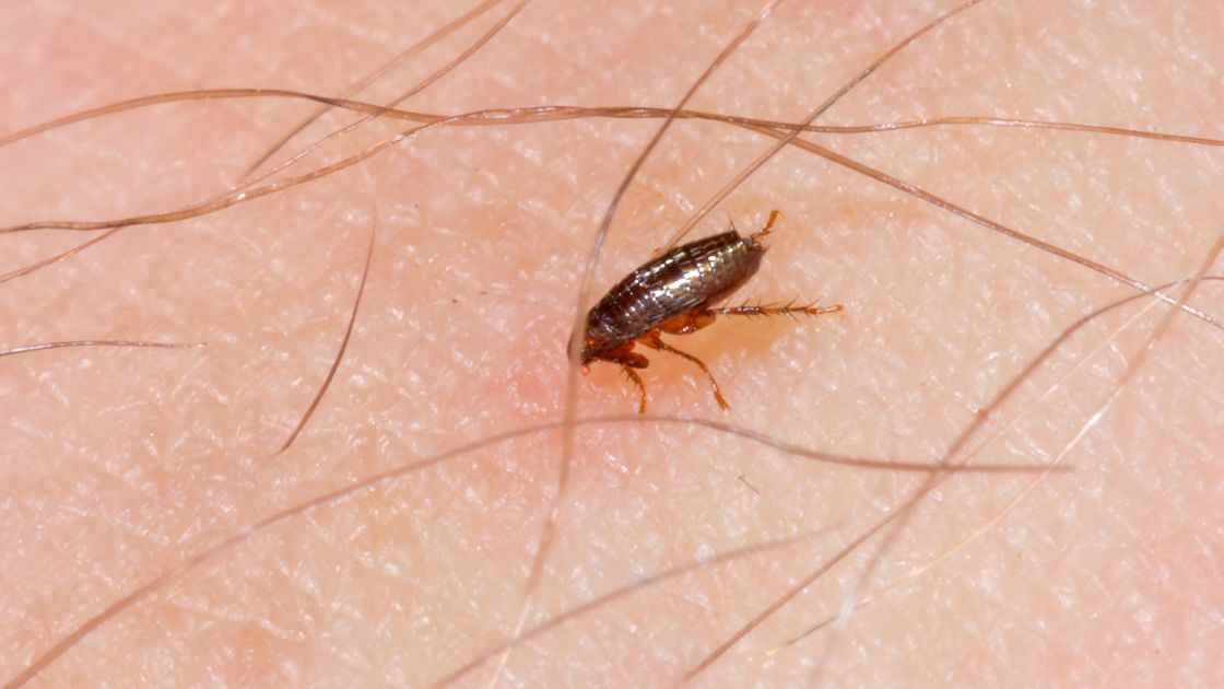 Human flea (Pulex irritans) — rare modern flea species, often associated with wildlife issues.