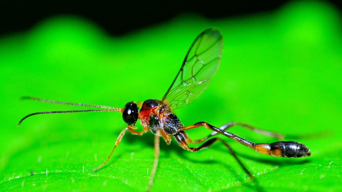 Mud Dauber Preventative Strategies
