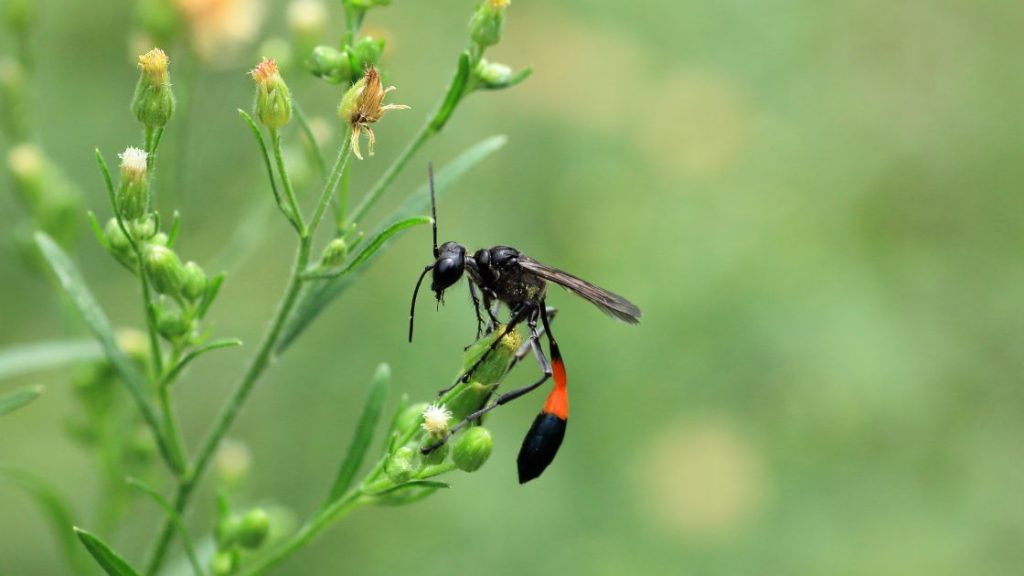 Mud dauber wasp — a solitary, rarely aggressive species common in Missouri garages and outbuildings.