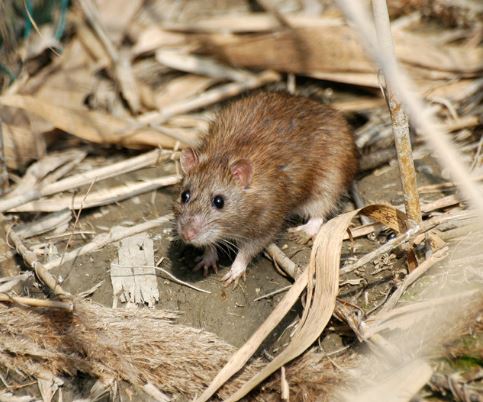Norway rat (Rattus norvegicus) — the most common ground-burrowing rat in Missouri homes and properties.