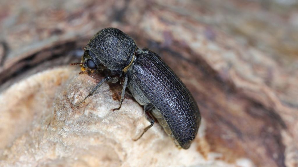 Powderpost Beetles