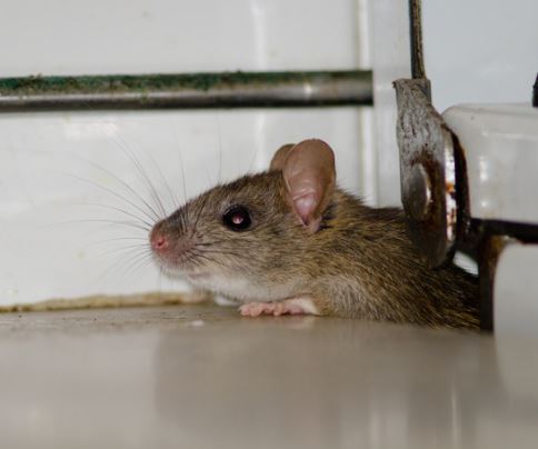 Roof rat (Rattus rattus) — climbing species that nests in Missouri attics and upper structures.