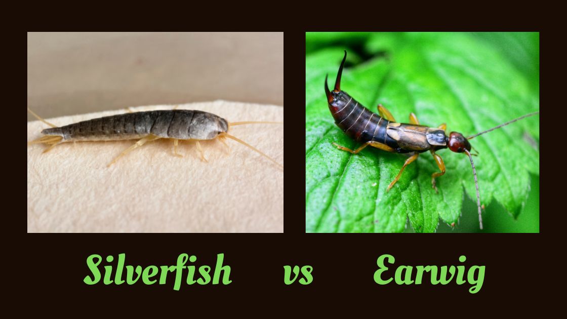 Silverfish vs Earwig