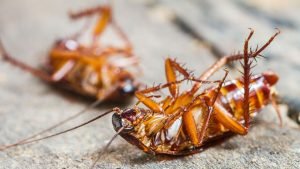 Understanding Cockroaches
