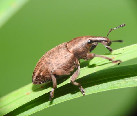 Weevils