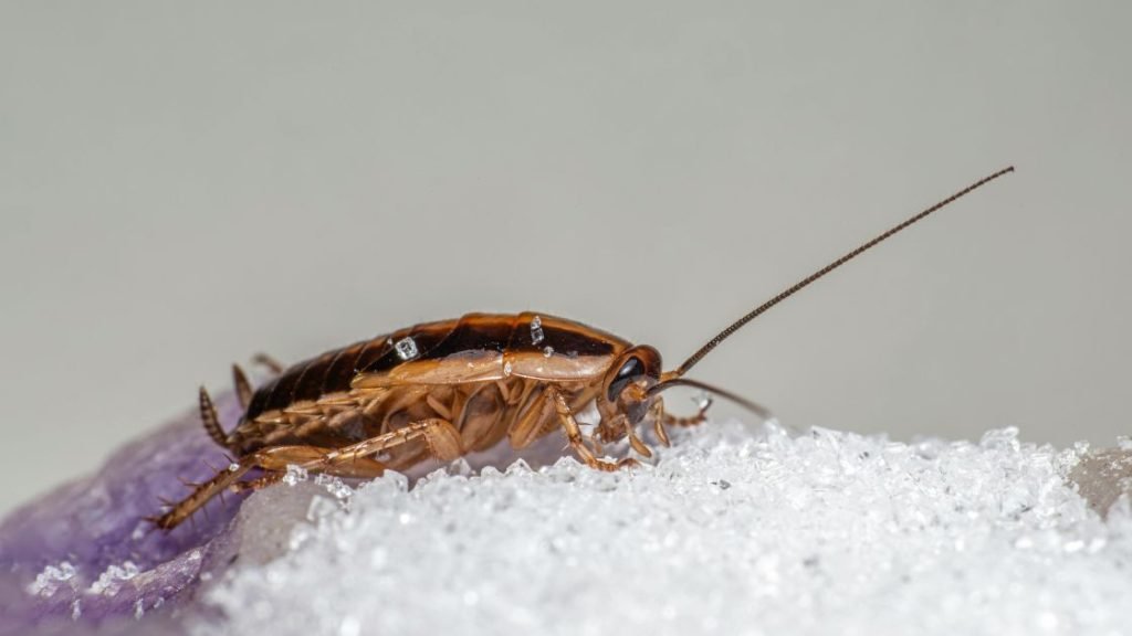 What Attracts German Cockroaches to Infest Homes