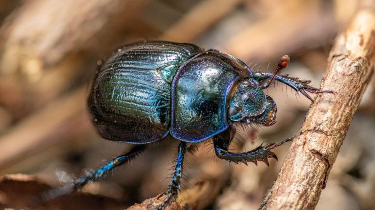Beetle Control