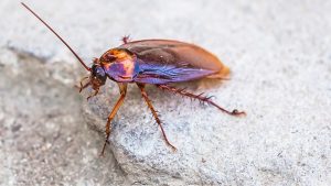 Missouri Commercial Cockroach Control & Extermination Solutions