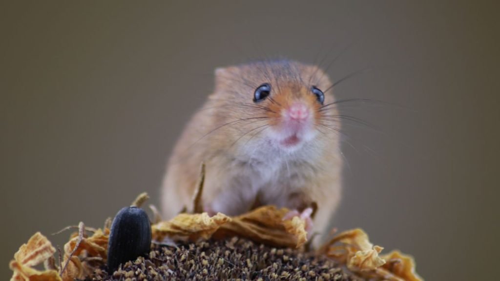 Mice Control in Missouri