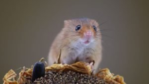 Mice Control in Missouri
