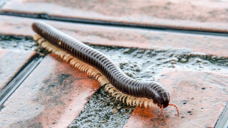 Millipede Control