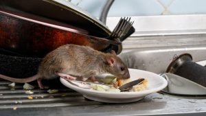 Rodent Pest Control in Missouri