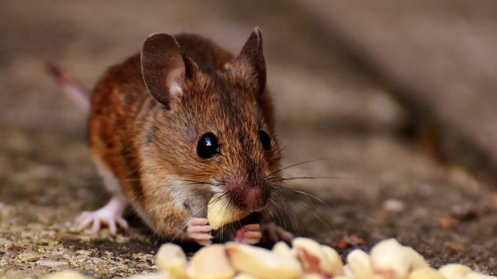 Rat Pest Control and Rodent Exterminator Top Missouri Pest Management