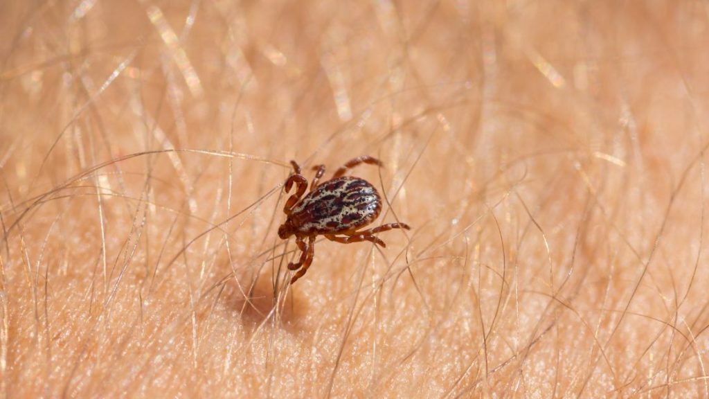 American dog tick — transmits Rocky Mountain spotted fever in Missouri.