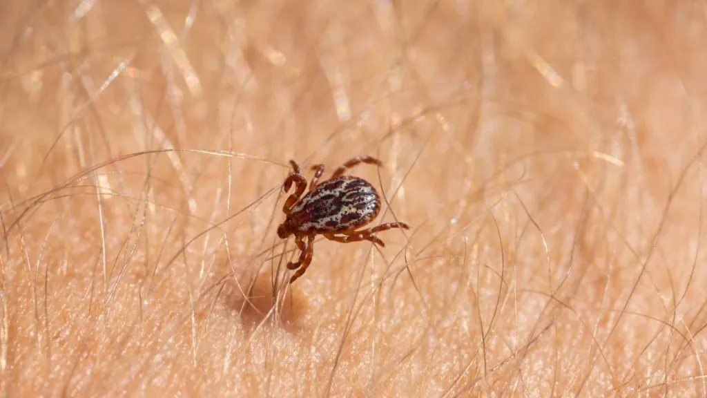 Tick Control in Springfield & Kansas City, MO | Yard Treatment | Titan ...
