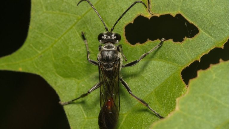 Are Mud Daubers Aggressive