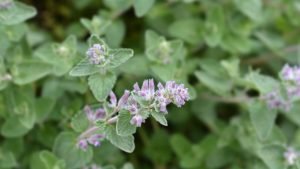 Catnip