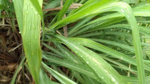 Citronella