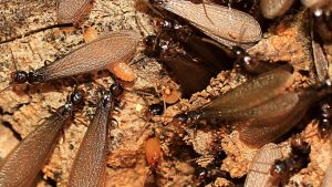 Discarded Termite Wings