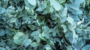 Eucalyptus