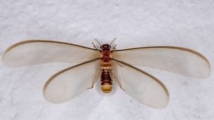 Flying Termite