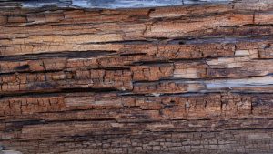 Hollow or crumbling wood