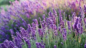 Lavender