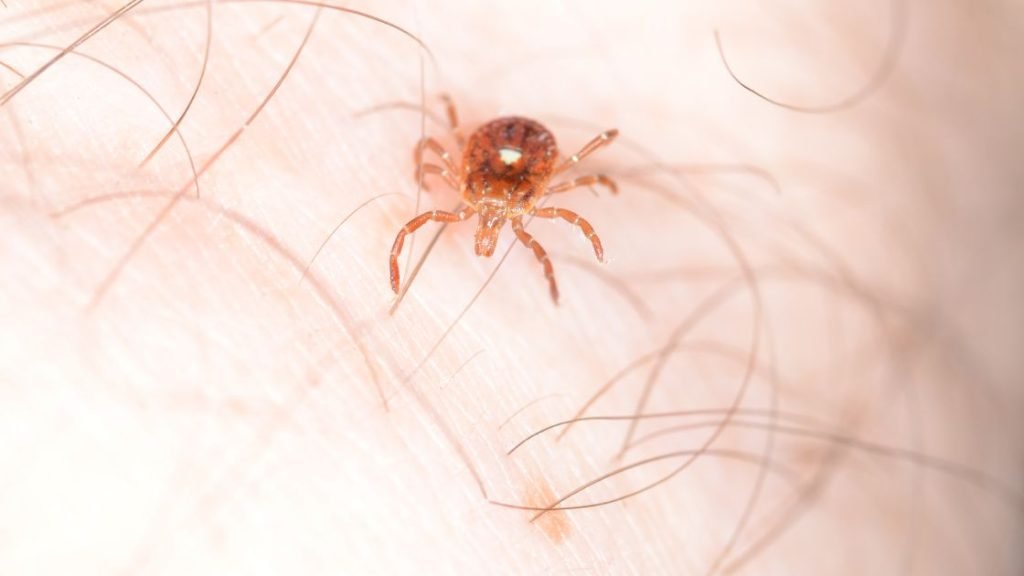 Lone star tick (Amblyomma americanum) — the most common Missouri tick, vector for ehrlichiosis and alpha-gal syndrome.