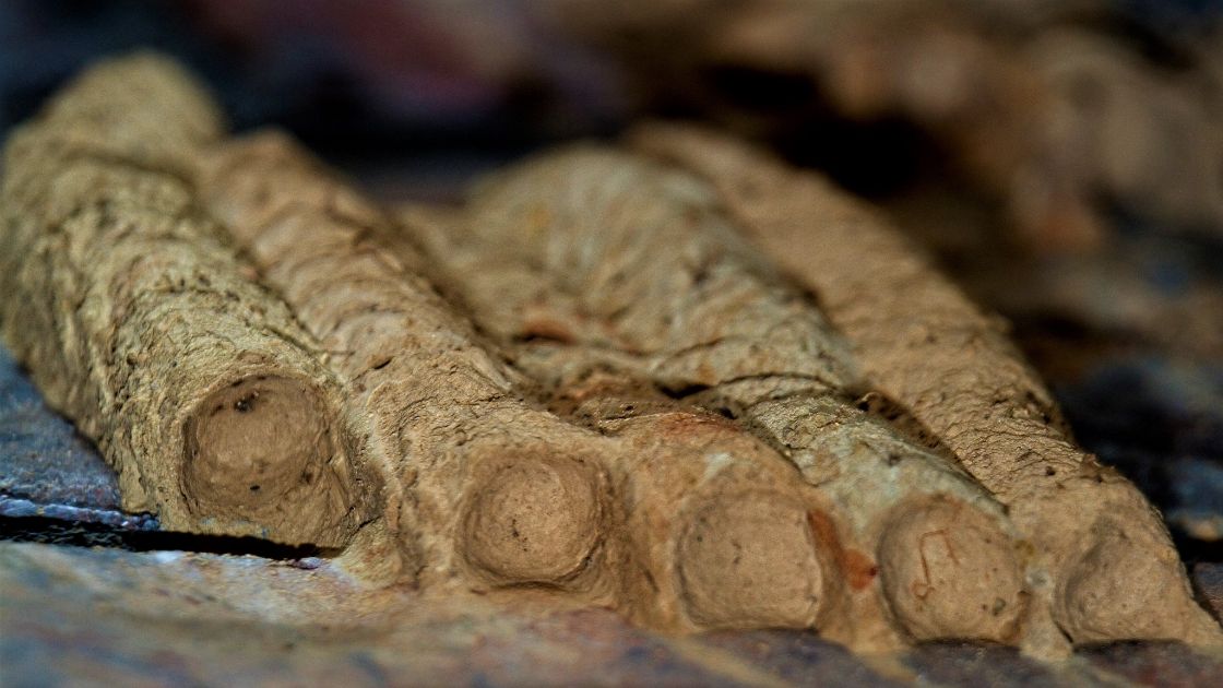 Mud dauber nest