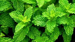 Peppermint