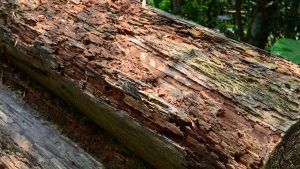 Rotting Timber