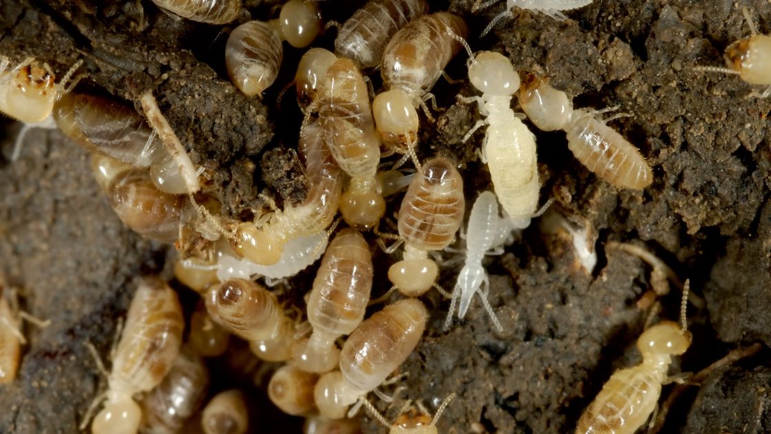 Signs of White Ants Termite Infestation Signs You Should Know