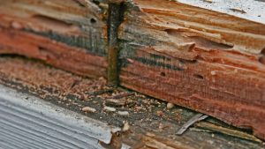 Termite Infestation