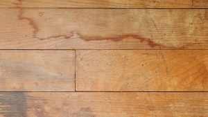 Termites on the walls