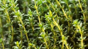 Thyme