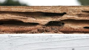 Tunnels in Wood