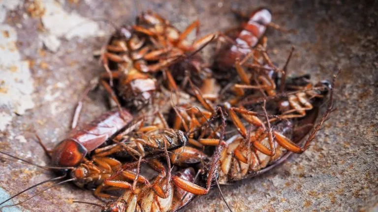 What Smells Do Cockroaches Hate Top 30 Scents That Repel Roaches