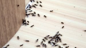 Ants inside the house