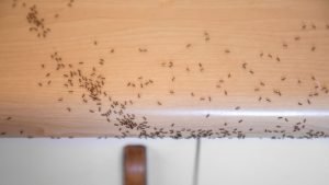 Ants on Food Debris