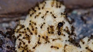 Ants on food left overs
