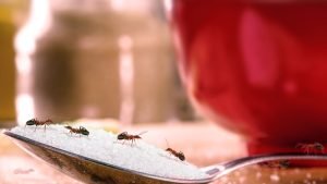 Ants on sugar